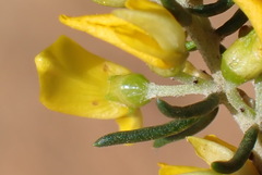 Aspalathus subtingens