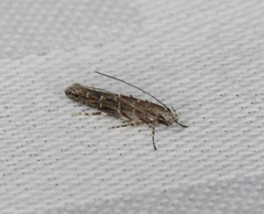 Metharmostis multilineata