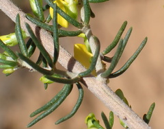 Aspalathus subtingens