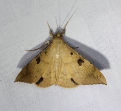 Oxyodes scrobiculata