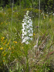 Platanthera nivea