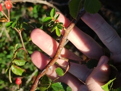 Rosa micrantha