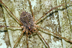 Lacinius dentiger