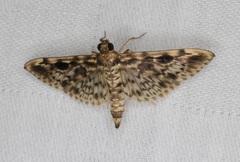 Rhimphaliodes macrostigma