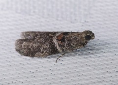 Sacculocornutia