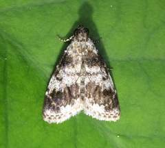 Salma ridiculalis