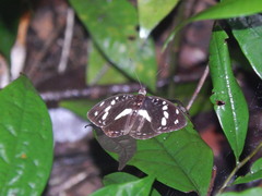 Aterica galene