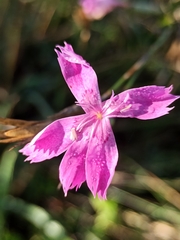 Dianthus lusitanus