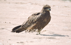 Milvus migrans govinda