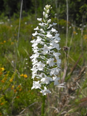 Platanthera nivea