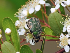 Gametis incongrua