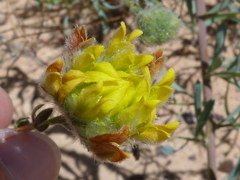 Aspalathus tridentata