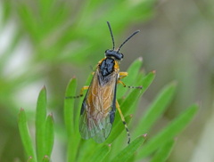 Athalia cordata