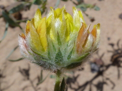 Aspalathus tridentata