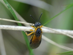 Athalia cordata