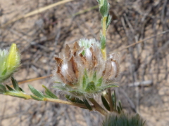 Aspalathus tridentata