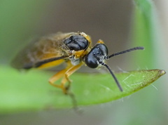 Athalia cordata