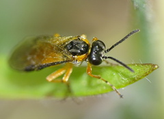 Athalia cordata