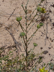 Aspalathus tridentata