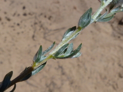 Aspalathus tridentata