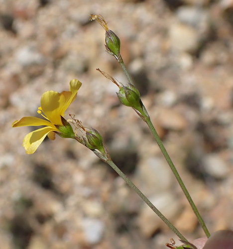 Image of Linum africanum by (c) Nicola van Berkel, some rights reserved (CC BY-SA)
