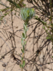 Aspalathus tridentata
