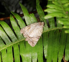 Blenina quinaria