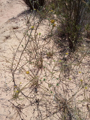 Aspalathus tridentata