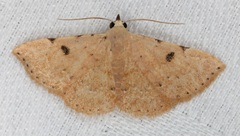Corgatha trichogyia