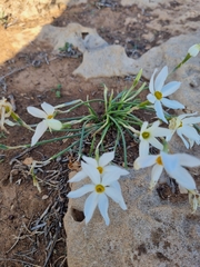 Narcissus deficiens