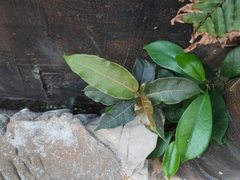Ficus virens