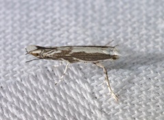 Epicephala lativalvaris