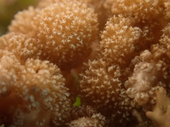 Asterospicularia randalli