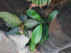 Ficus microcarpa