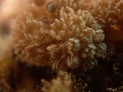 Asterospicularia randalli