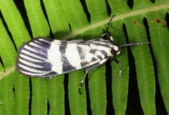 Heortia vitessoides