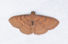 Homodes bracteigutta