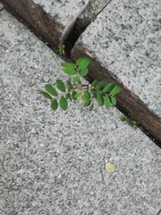 Phyllanthus tenellus