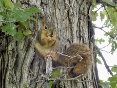 Sciurus niger