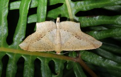 Krananda falcata