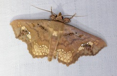 Lopharthrum comprimens