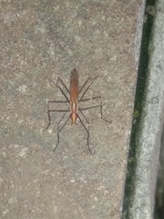 Telostylinus lineolatus