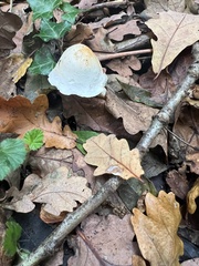 Fungi