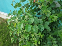 Celtis sinensis