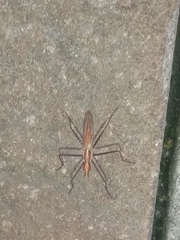 Telostylinus lineolatus