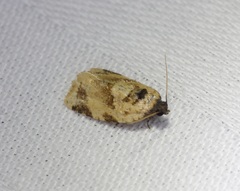 Neocalyptis liratana