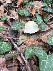 Fungi