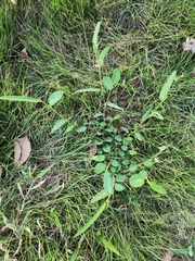 Alysicarpus ovalifolius