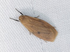 Paralithosia shaowuica