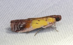 Piesmopoda semilutea